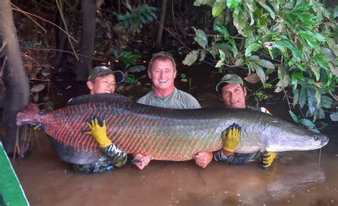 amazon fish|Arapaima .